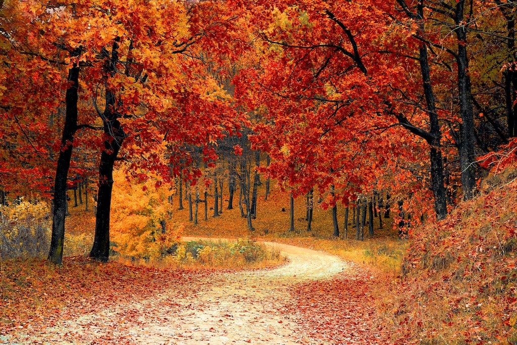 Fotografieren im Herbst: So fangen Sie die Farbenpracht ein.